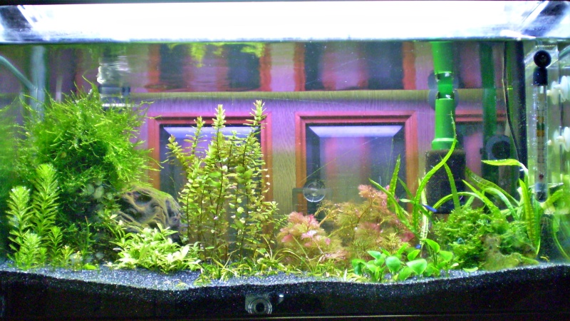 quiet fish tank