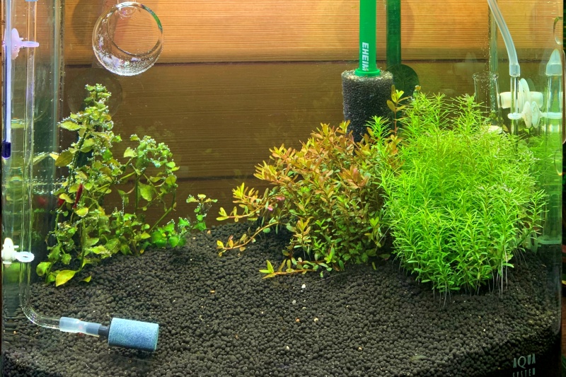 small aquatic plant tank