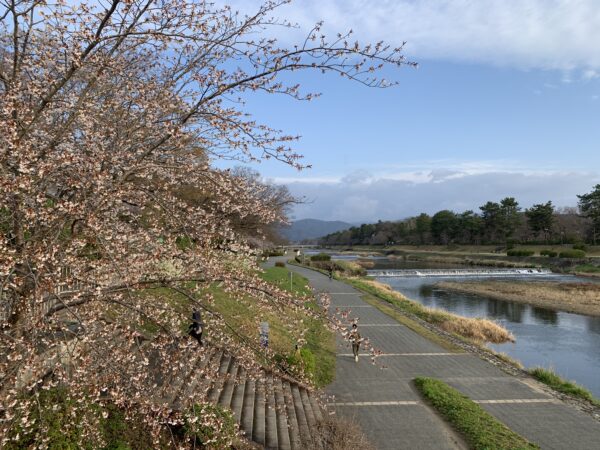 Kamo River cherry blossoms