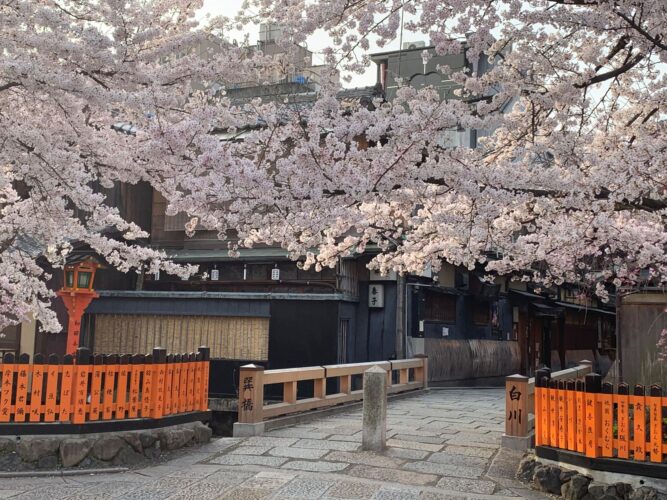 京都”祇園白川”桜が満開！3月30日の様子