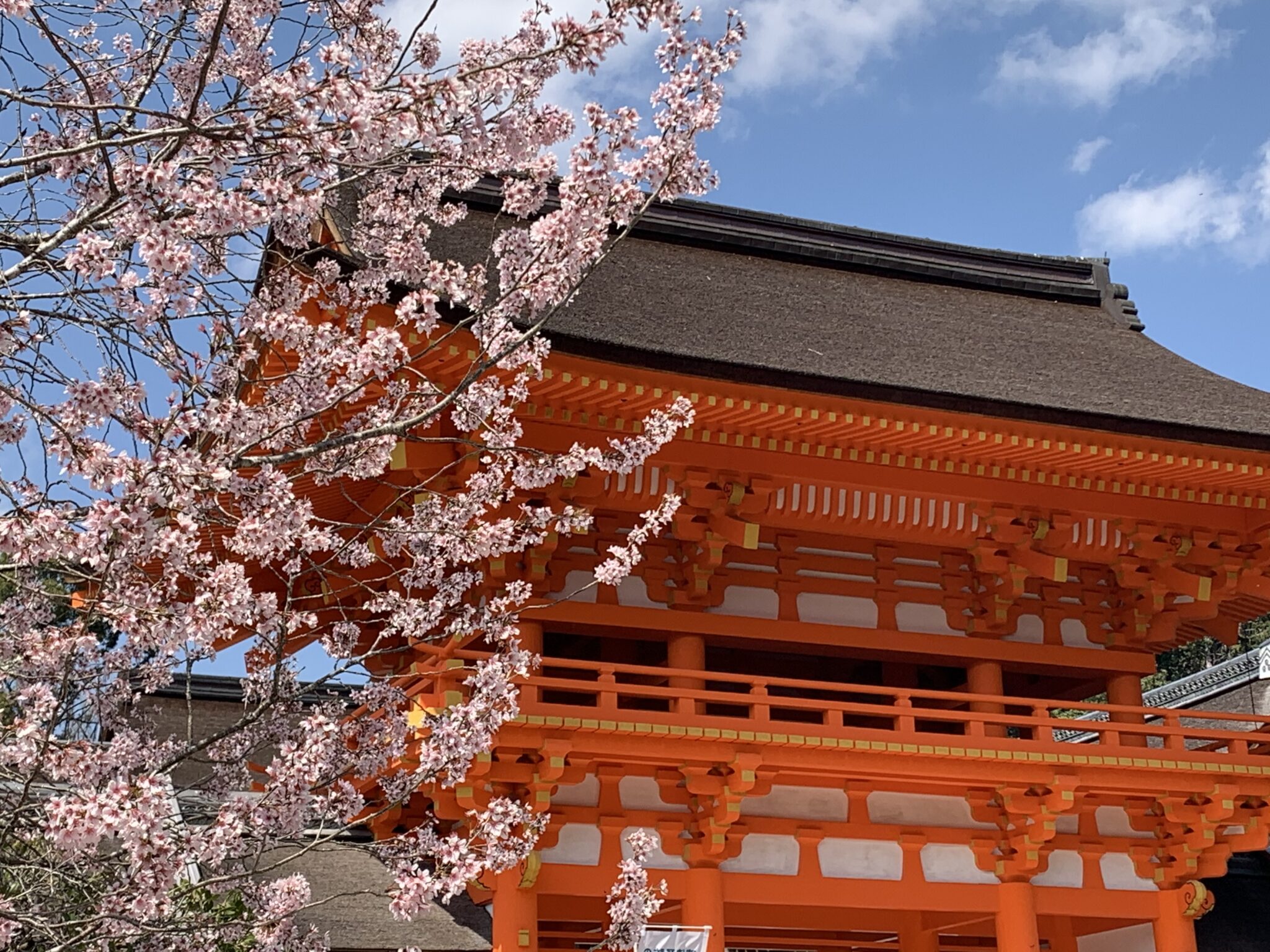 Main shrine and cherry blossoms