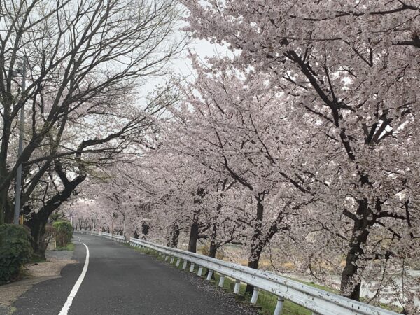 Row of cherry blossom trees 