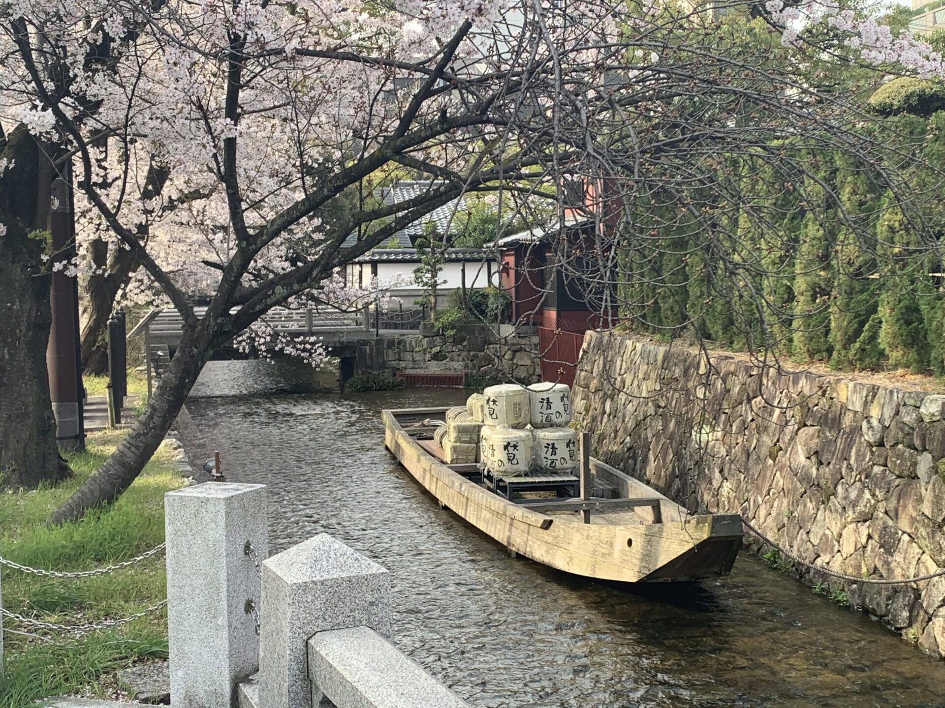 Sakura In Kyoto Is In The Middle Of The Season