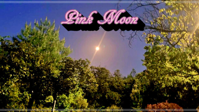 april-full-moon-pink-moon-seen-in-kyoto