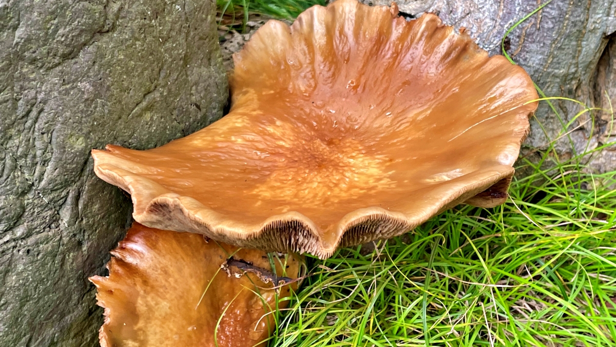 Eye-catching poisonous mushroom