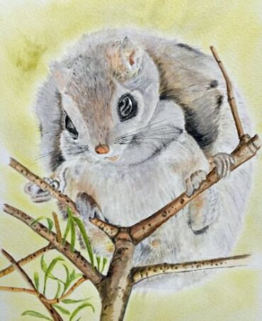 Flying squirrel watercolor