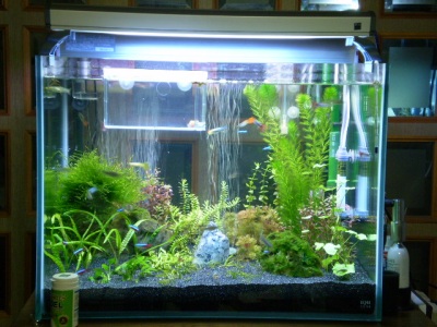 tropical fish