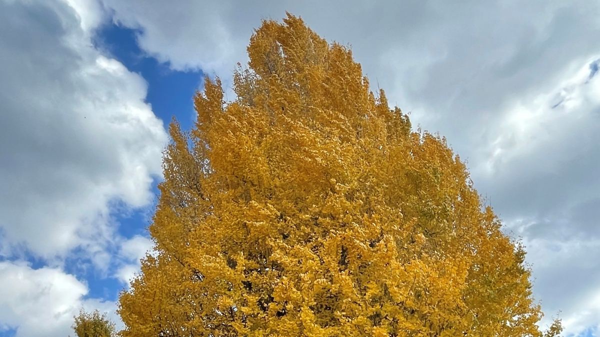 Eye-catching ginkgo tree