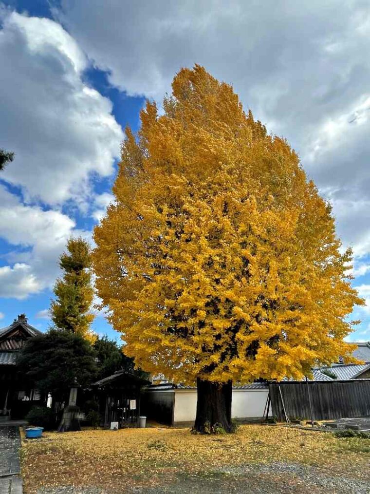 Ginkgo Tree