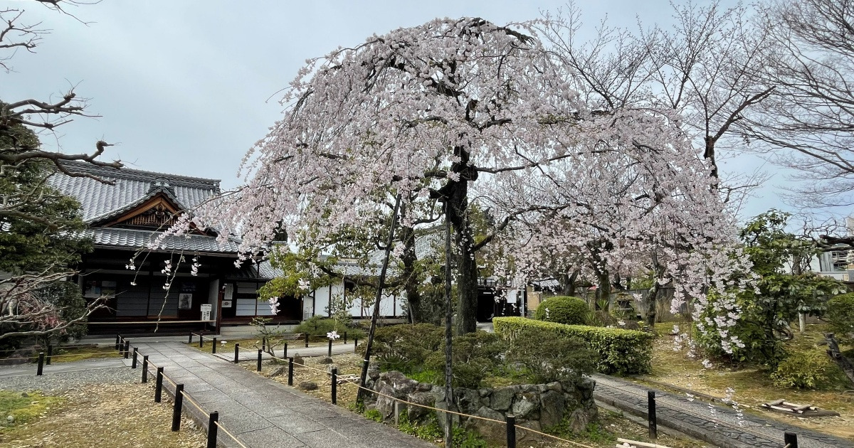 zyoubonnrenndaiji-weeping-cherry-blossoms