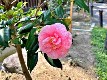 Pink Camellia