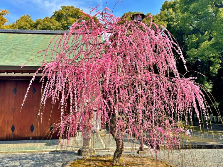 Weeping plum at the entrance