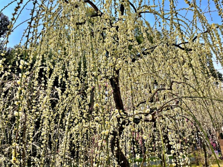 White blossom plum tree