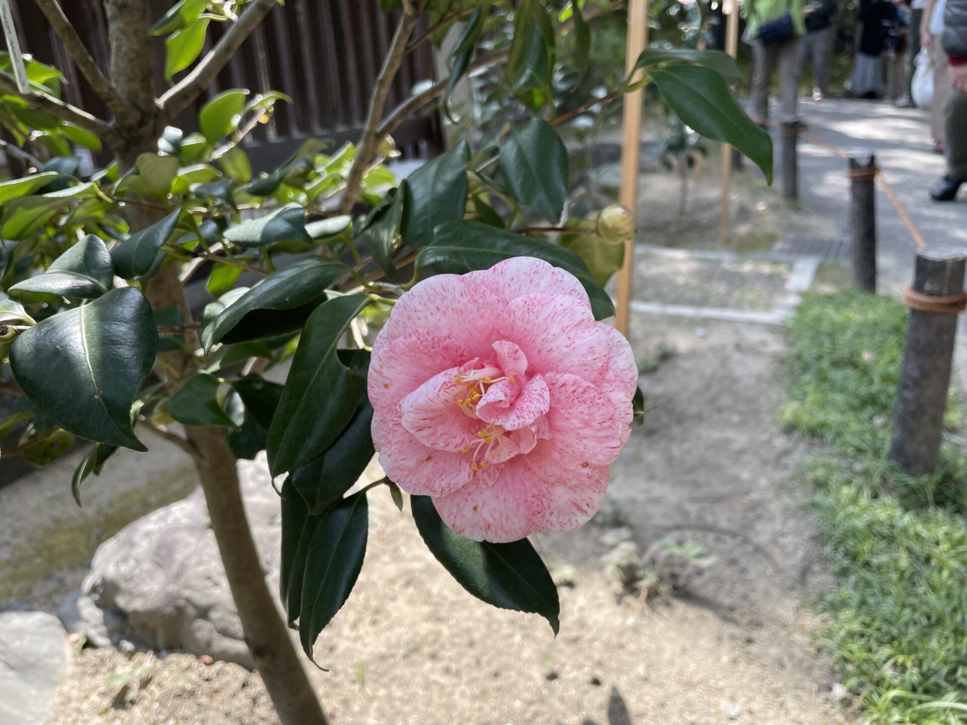 camellia (2)
