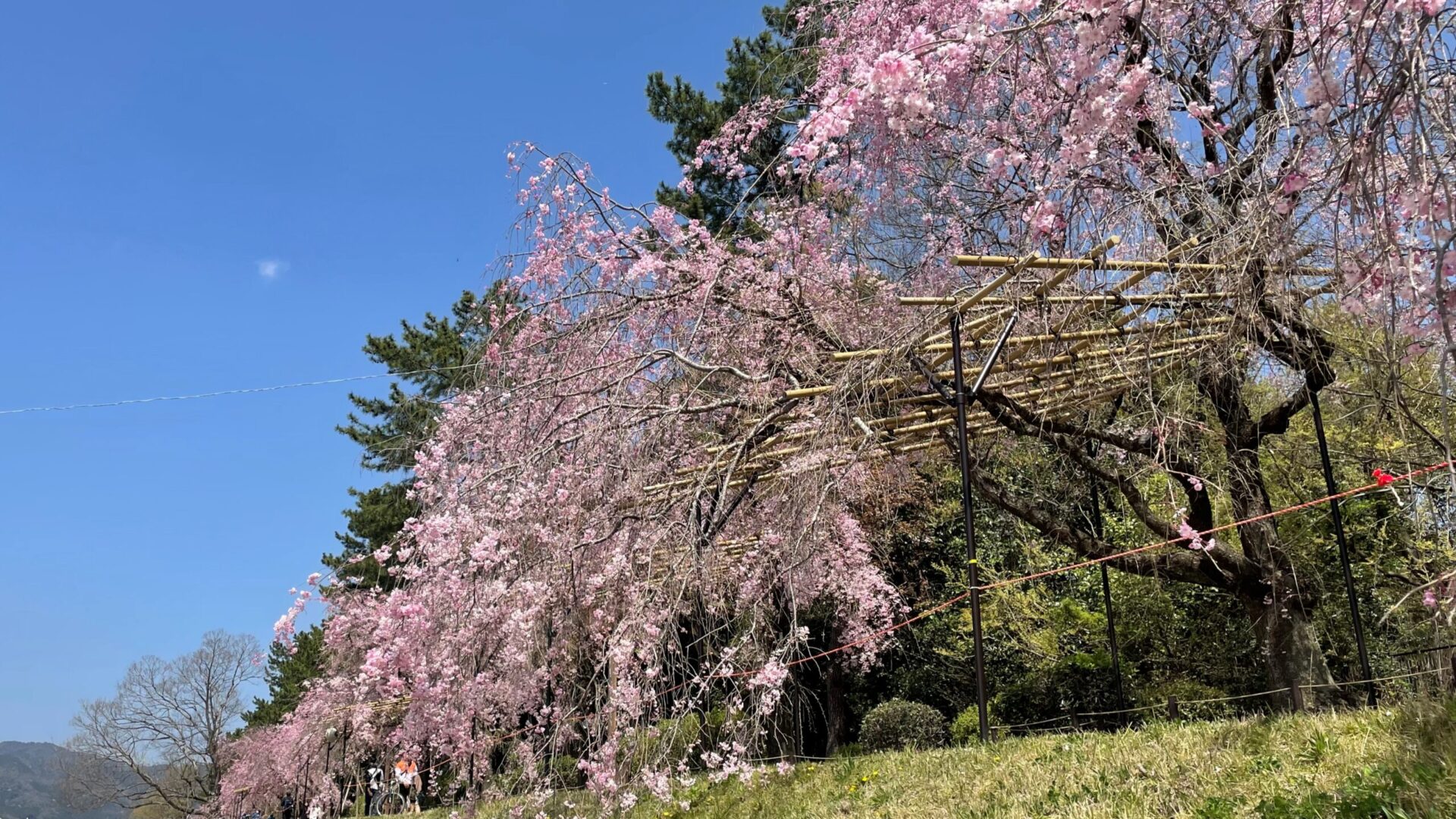 Weeping-cherry-blossom