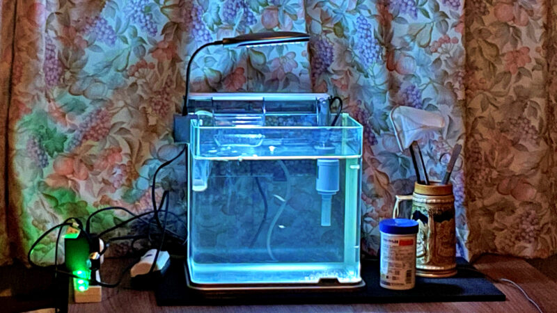baby fish tank