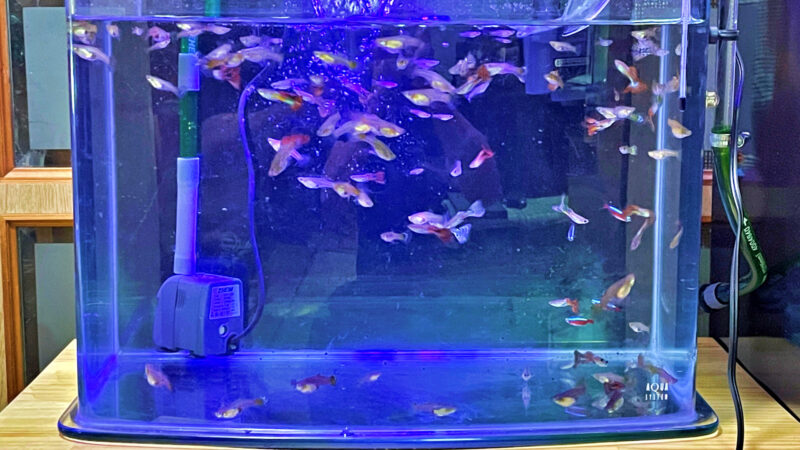 bare tank fish tank