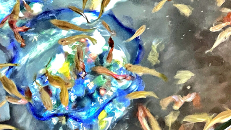 Guppy tank like a watercolor painting