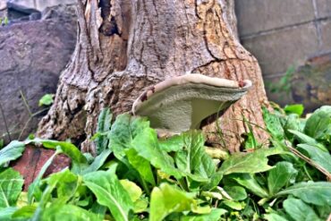 Back side of Polyporus polyporus