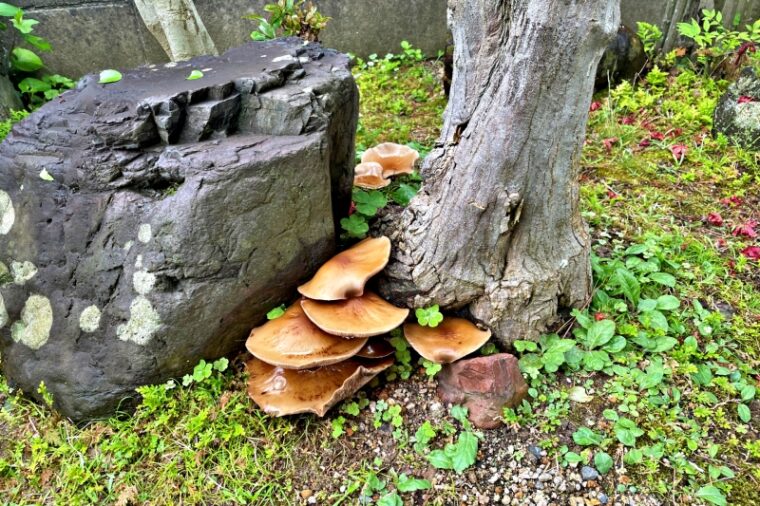 Mushroom horde