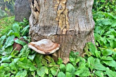 Polyporus polymorpha