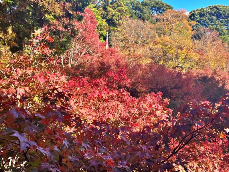 2023-11-18東福寺モミジの葉