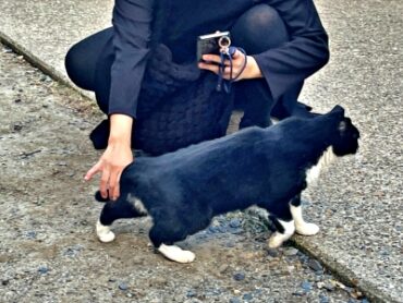 Tourists playing with cats