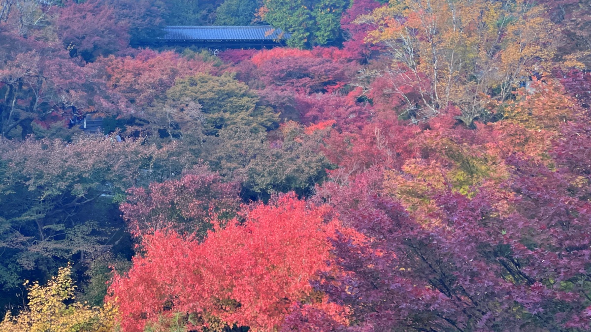 Eye-catching autumn leaves at Tofukuji Temple