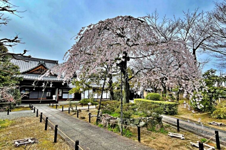 Weeping cherry blossoms at Johinrendaiji Temple