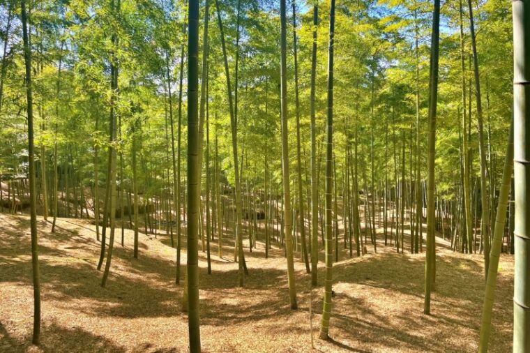 Bamboo forest