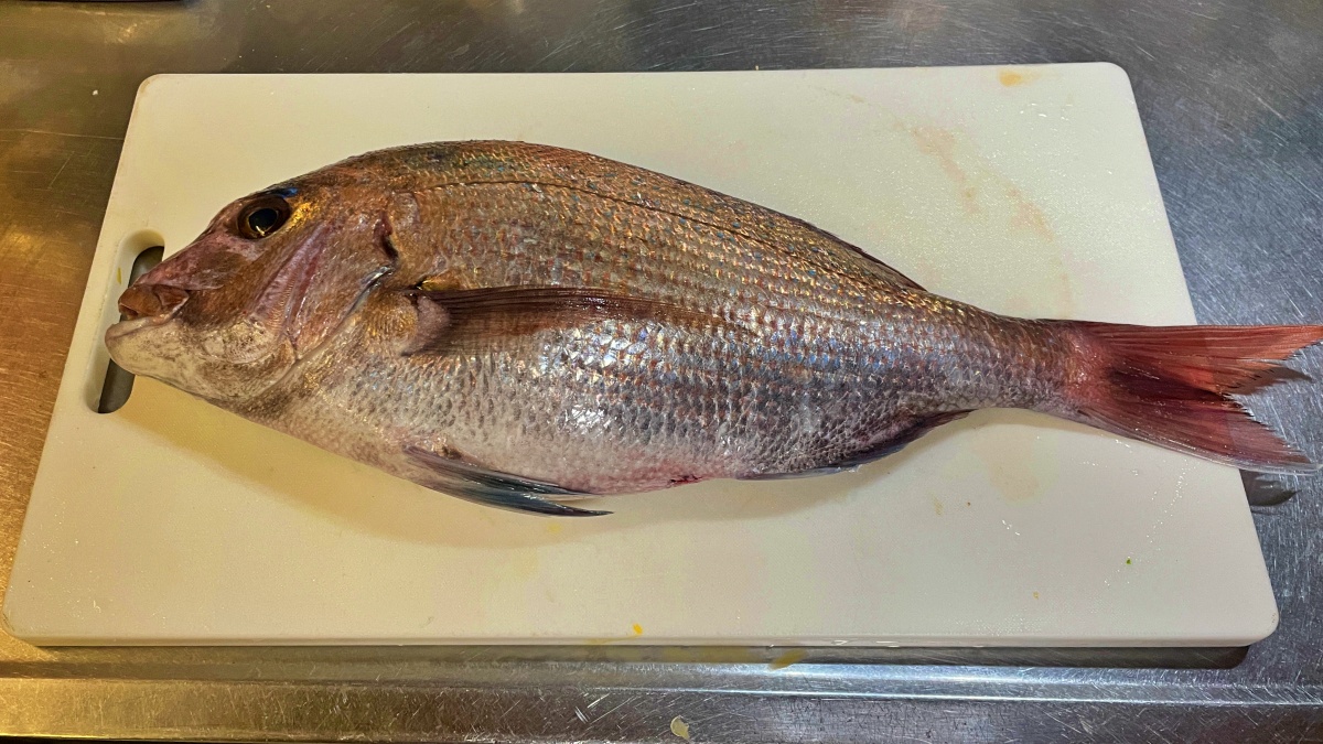 Eye-catching wild red sea bream