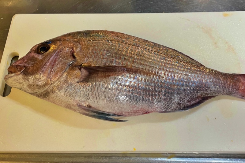 wild red sea bream